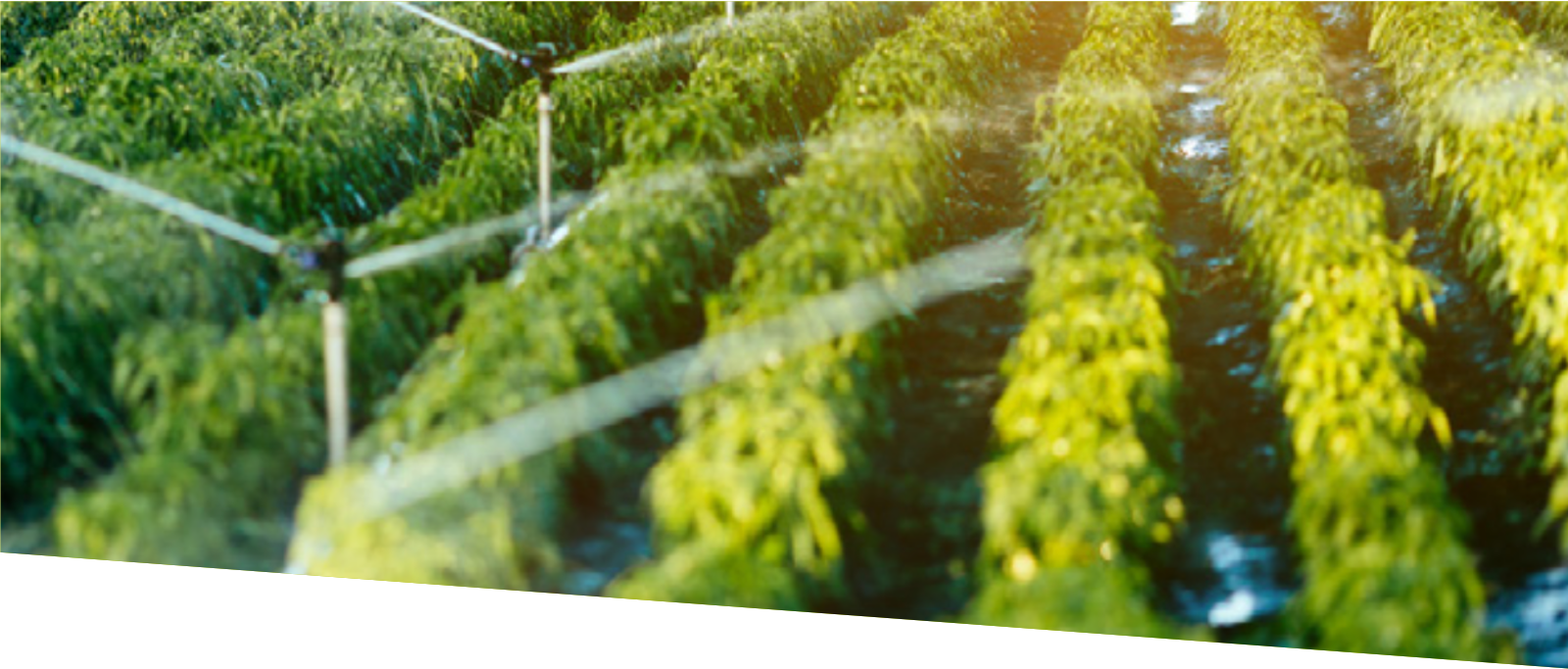 aaa