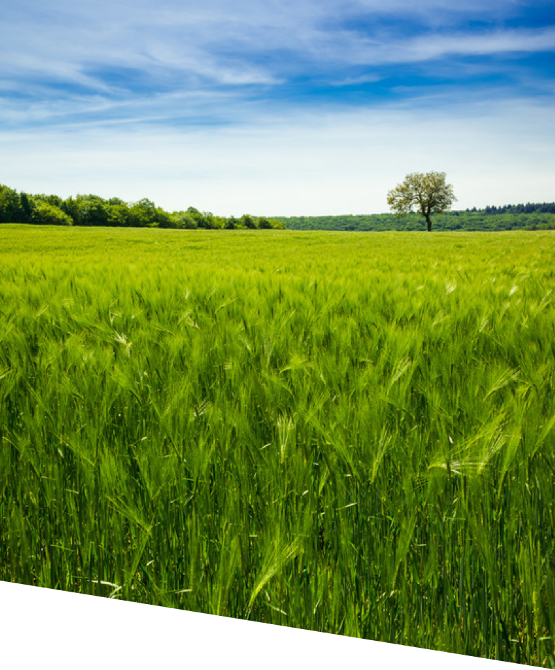 aaa