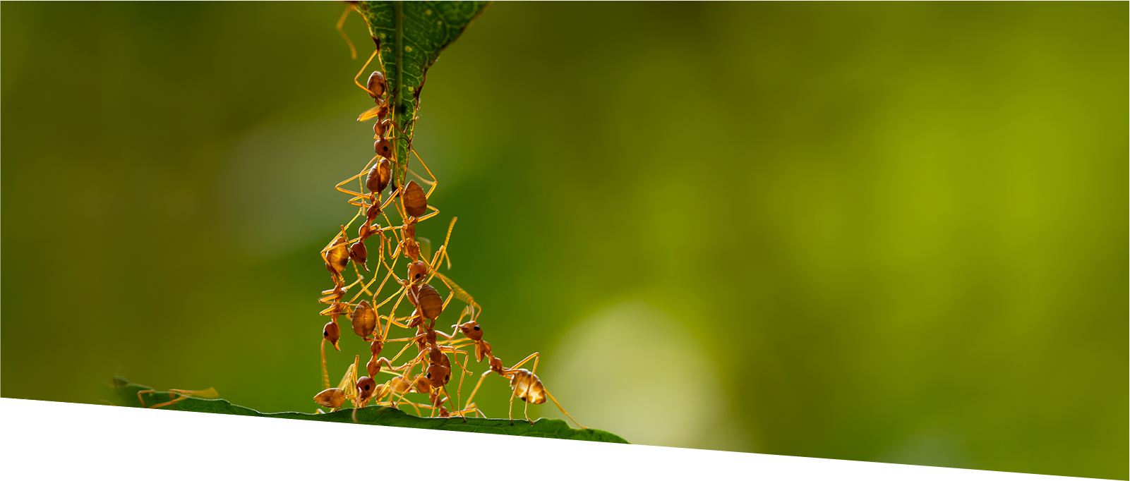 aaa